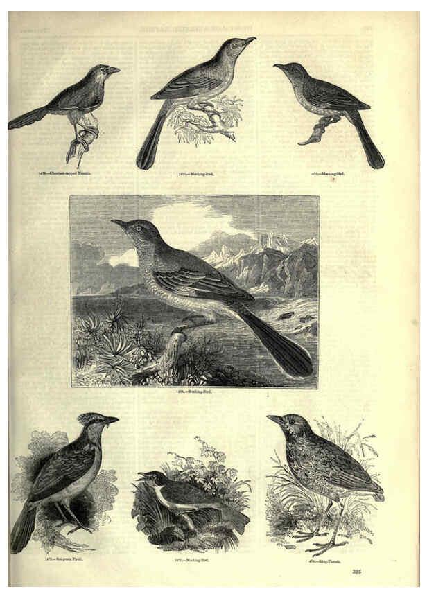 Reproducción/Reproduction 6092508729: The pictorial museum of animated nature. v.1. London :C. Cox,[1844?] 