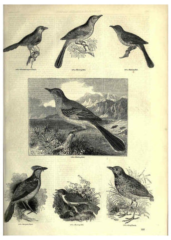 Reproducción/Reproduction 6092508729: The pictorial museum of animated nature. v.1. London :C. Cox,[1844?] 