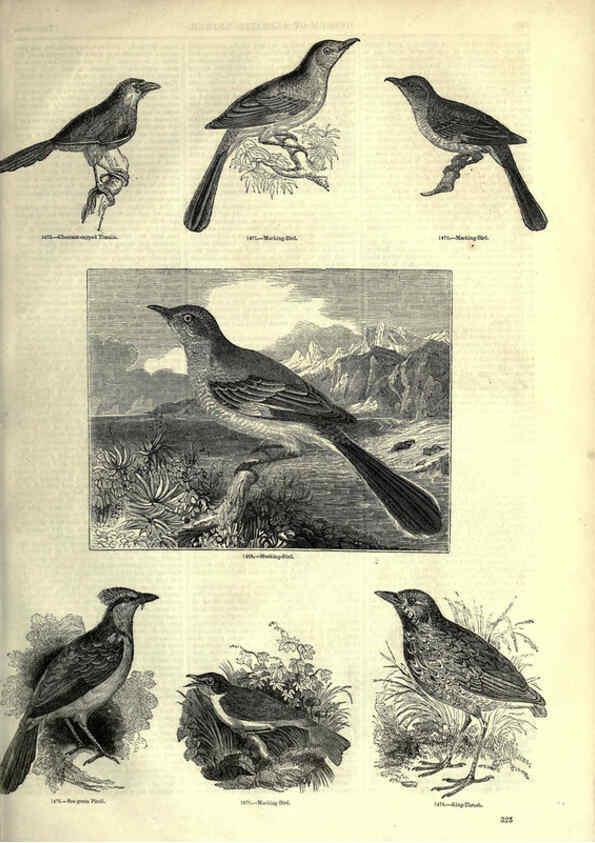 Reproducción/Reproduction 6092508729: The pictorial museum of animated nature. v.1. London :C. Cox,[1844?] 