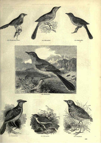 Reproducción/Reproduction 6092508729: The pictorial museum of animated nature. v.1. London :C. Cox,[1844?] 