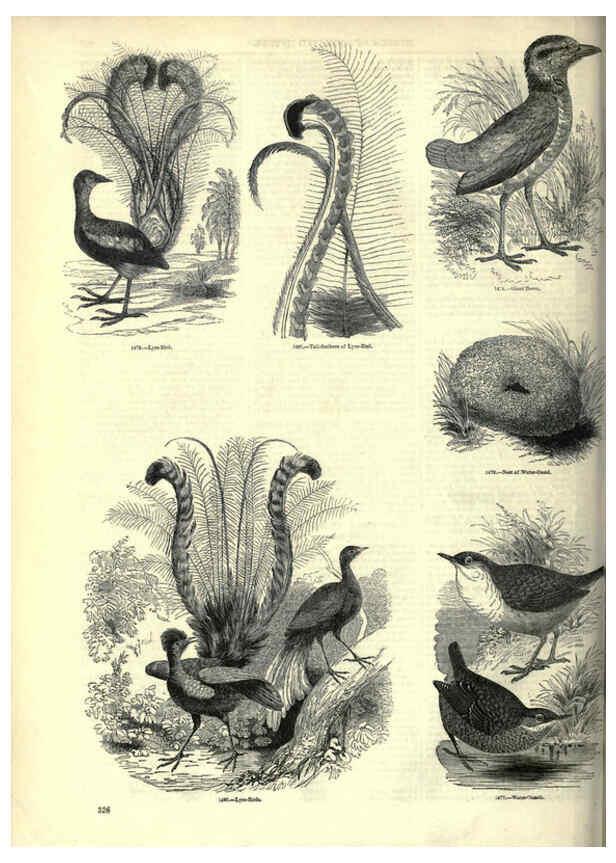 Reproducción/Reproduction 6092509061: The pictorial museum of animated nature. v.1. London :C. Cox,[1844?] 