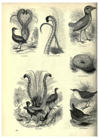 Reproducción/Reproduction 6092509061: The pictorial museum of animated nature. v.1. London :C. Cox,[1844?] 