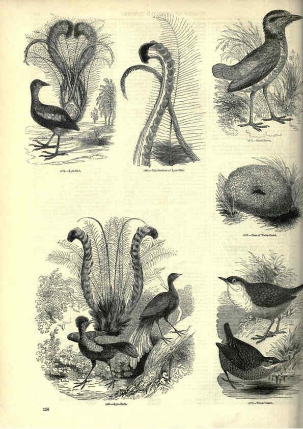 Reproducción/Reproduction 6092509061: The pictorial museum of animated nature. v.1. London :C. Cox,[1844?] 