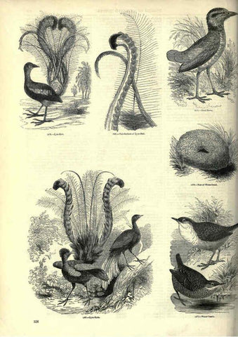 Reproducción/Reproduction 6092509061: The pictorial museum of animated nature. v.1. London :C. Cox,[1844?] 