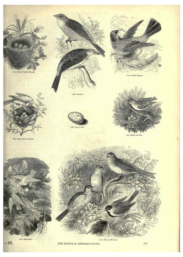 Reproducción/Reproduction 6093049106: The pictorial museum of animated nature. v.1. London :C. Cox,[1844?] 