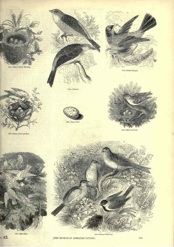 Reproducción/Reproduction 6093049106: The pictorial museum of animated nature. v.1. London :C. Cox,[1844?] 