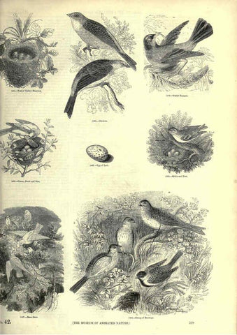 Reproducción/Reproduction 6093049106: The pictorial museum of animated nature. v.1. London :C. Cox,[1844?] 