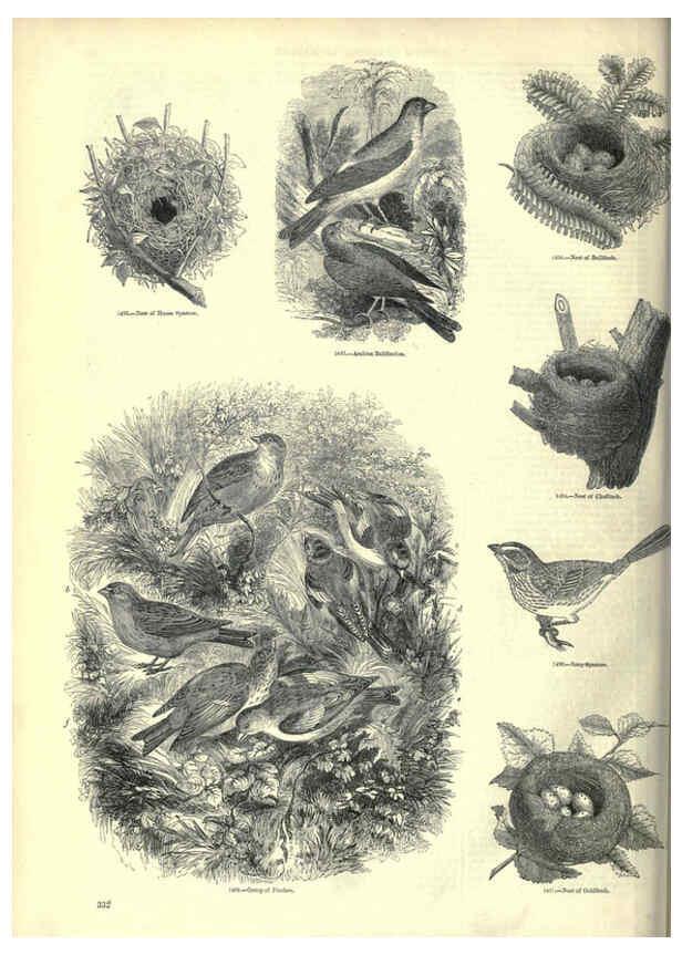 Reproducción/Reproduction 6092509639: The pictorial museum of animated nature. v.1. London :C. Cox,[1844?] 