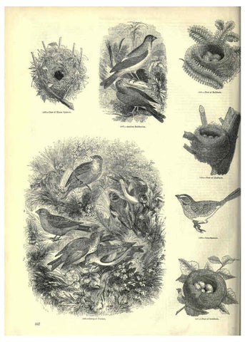 Reproducción/Reproduction 6092509639: The pictorial museum of animated nature. v.1. London :C. Cox,[1844?] 