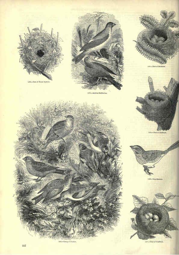 Reproducción/Reproduction 6092509639: The pictorial museum of animated nature. v.1. London :C. Cox,[1844?] 