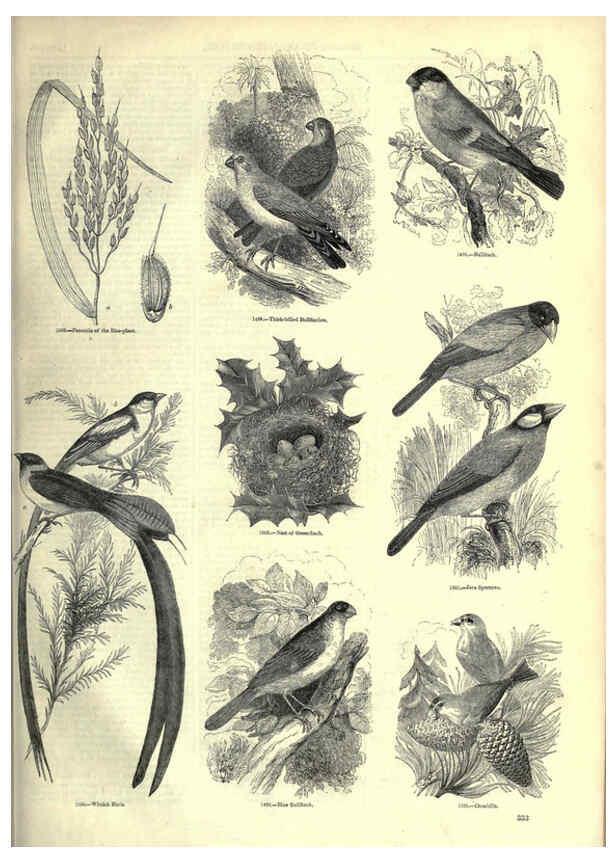 Reproducción/Reproduction 6093049702: The pictorial museum of animated nature. v.1. London :C. Cox,[1844?] 
