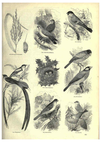 Reproducción/Reproduction 6093049702: The pictorial museum of animated nature. v.1. London :C. Cox,[1844?] 