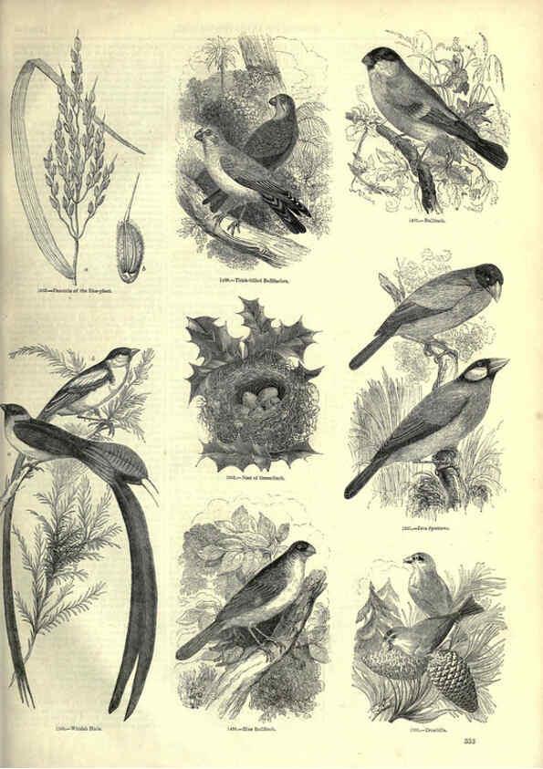 Reproducción/Reproduction 6093049702: The pictorial museum of animated nature. v.1. London :C. Cox,[1844?] 