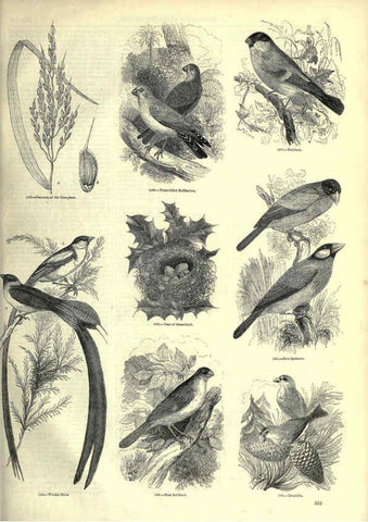 Reproducción/Reproduction 6093049702: The pictorial museum of animated nature. v.1. London :C. Cox,[1844?] 