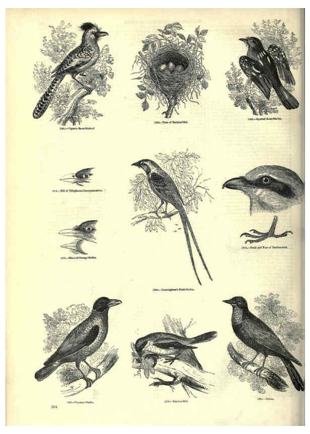 Reproducción/Reproduction 6092505429: The pictorial museum of animated nature. v.1. London :C. Cox,[1844?] 
