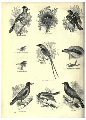Reproducción/Reproduction 6092505429: The pictorial museum of animated nature. v.1. London :C. Cox,[1844?] 