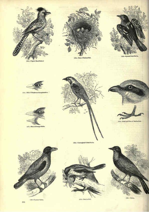 Reproducción/Reproduction 6092505429: The pictorial museum of animated nature. v.1. London :C. Cox,[1844?] 