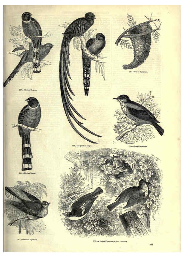 Reproducción/Reproduction 6092505069: The pictorial museum of animated nature. v.1. London :C. Cox,[1844?] 
