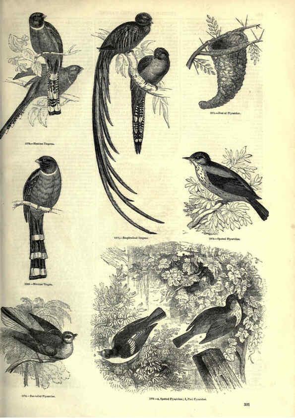 Reproducción/Reproduction 6092505069: The pictorial museum of animated nature. v.1. London :C. Cox,[1844?] 