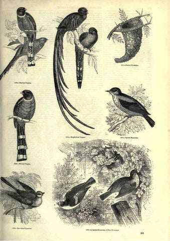 Reproducción/Reproduction 6092505069: The pictorial museum of animated nature. v.1. London :C. Cox,[1844?] 