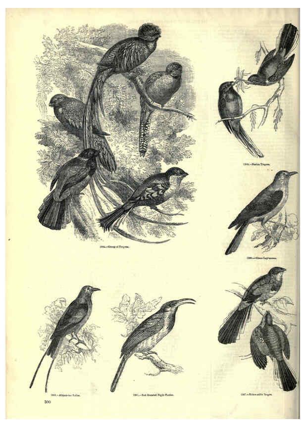 Reproducción/Reproduction 6093044340: The pictorial museum of animated nature. v.1. London :C. Cox,[1844?] 
