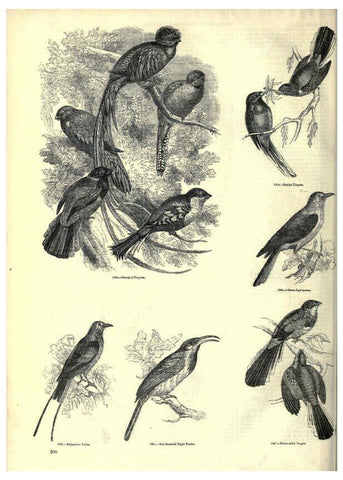 Reproducción/Reproduction 6093044340: The pictorial museum of animated nature. v.1. London :C. Cox,[1844?] 