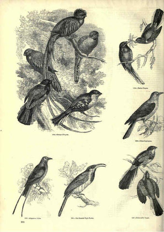 Reproducción/Reproduction 6093044340: The pictorial museum of animated nature. v.1. London :C. Cox,[1844?] 