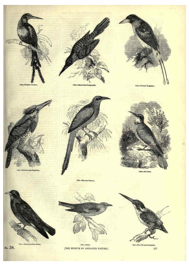 Reproducción/Reproduction 6092504177: The pictorial museum of animated nature. v.1. London :C. Cox,[1844?] 