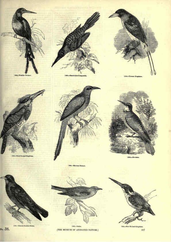 Reproducción/Reproduction 6092504177: The pictorial museum of animated nature. v.1. London :C. Cox,[1844?] 