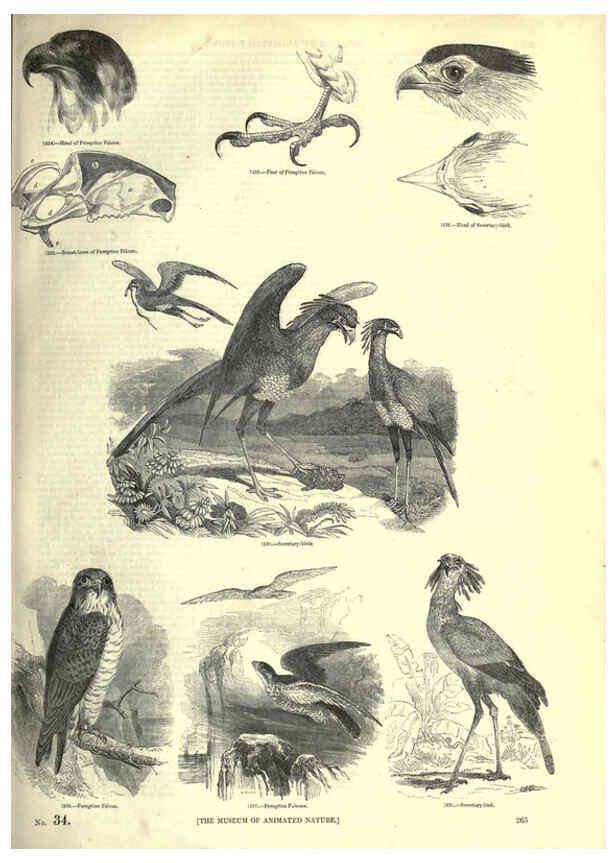 Reproducción/Reproduction 6093039172: The pictorial museum of animated nature. v.1. London :C. Cox,[1844?] 