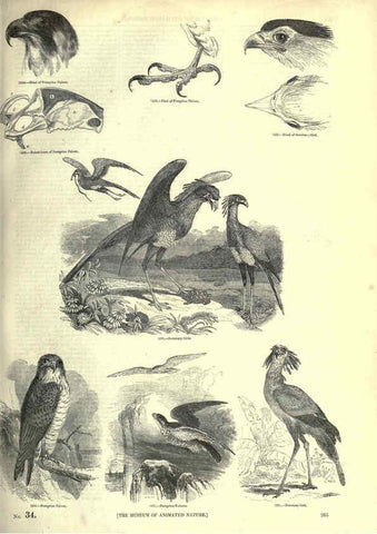 Reproducción/Reproduction 6093039172: The pictorial museum of animated nature. v.1. London :C. Cox,[1844?] 