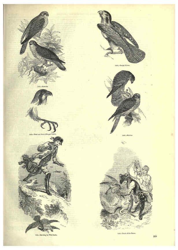 Reproducción/Reproduction 6092500003: The pictorial museum of animated nature. v.1. London :C. Cox,[1844?] 