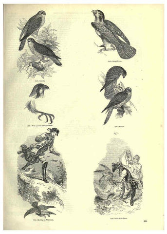 Reproducción/Reproduction 6092500003: The pictorial museum of animated nature. v.1. London :C. Cox,[1844?] 
