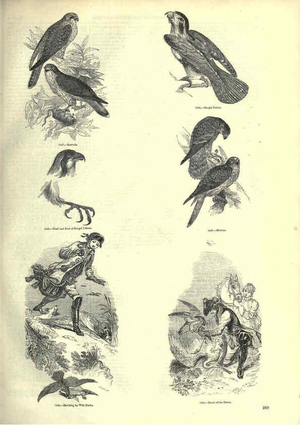 Reproducción/Reproduction 6092500003: The pictorial museum of animated nature. v.1. London :C. Cox,[1844?] 