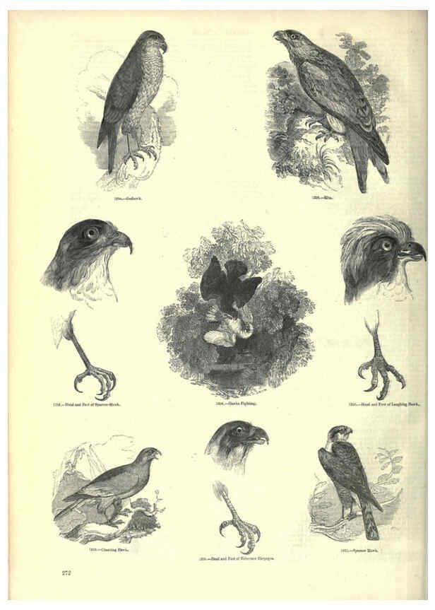 Reproducción/Reproduction 6092500325: The pictorial museum of animated nature. v.1. London :C. Cox,[1844?] 