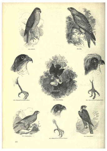 Reproducción/Reproduction 6092500325: The pictorial museum of animated nature. v.1. London :C. Cox,[1844?] 