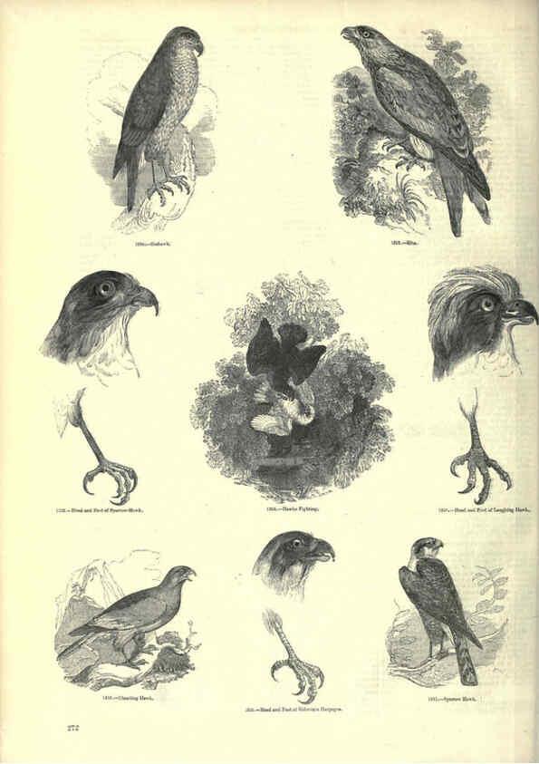 Reproducción/Reproduction 6092500325: The pictorial museum of animated nature. v.1. London :C. Cox,[1844?] 
