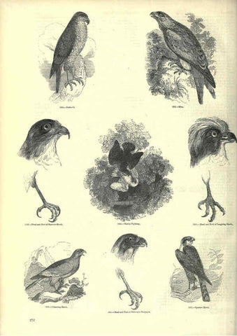 Reproducción/Reproduction 6092500325: The pictorial museum of animated nature. v.1. London :C. Cox,[1844?] 