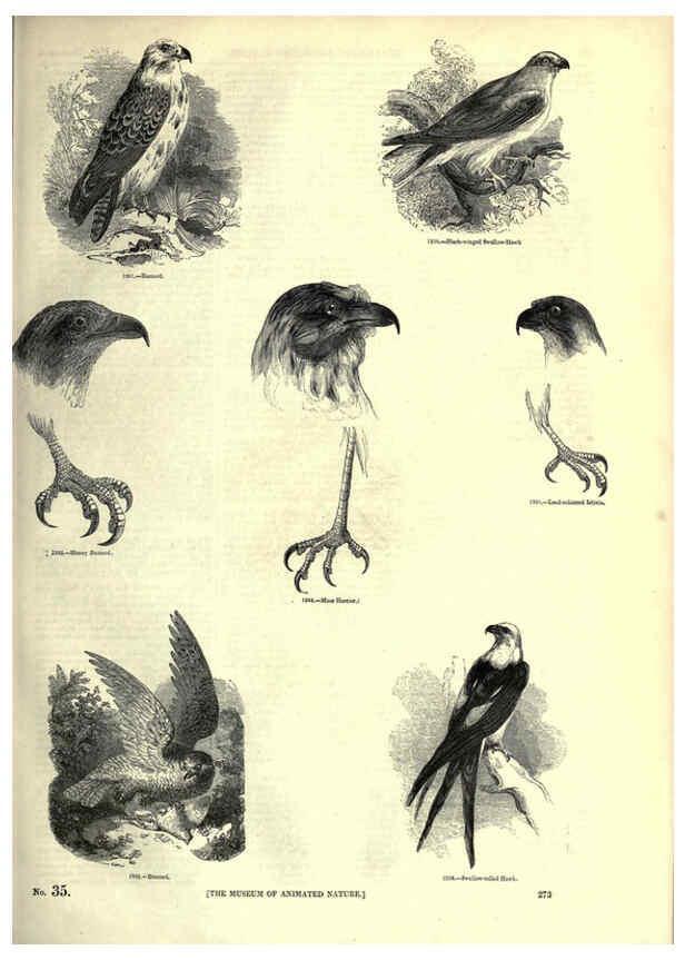 Reproducción/Reproduction 6093040274: The pictorial museum of animated nature. v.1. London :C. Cox,[1844?] 