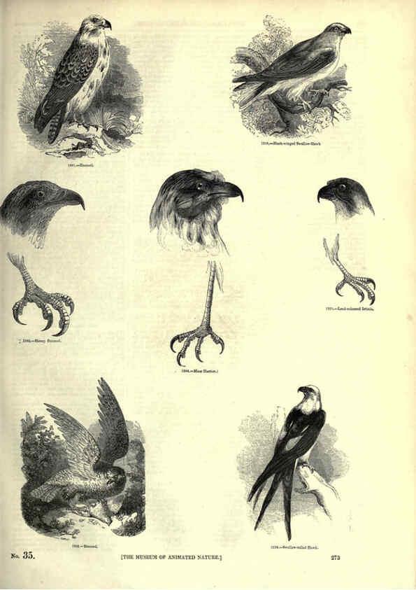 Reproducción/Reproduction 6093040274: The pictorial museum of animated nature. v.1. London :C. Cox,[1844?] 