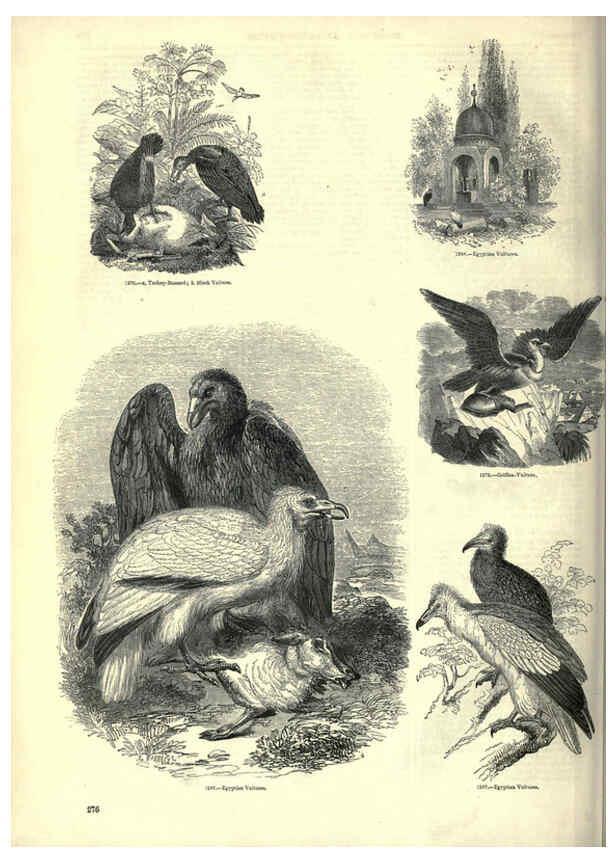 Reproducción/Reproduction 6093040502: The pictorial museum of animated nature. v.1. London :C. Cox,[1844?] 