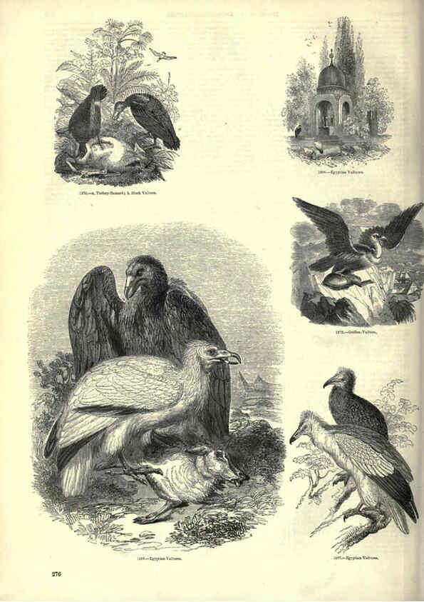 Reproducción/Reproduction 6093040502: The pictorial museum of animated nature. v.1. London :C. Cox,[1844?] 