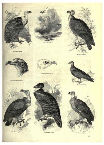 Reproducción/Reproduction 6092501097: The pictorial museum of animated nature. v.1. London :C. Cox,[1844?] 