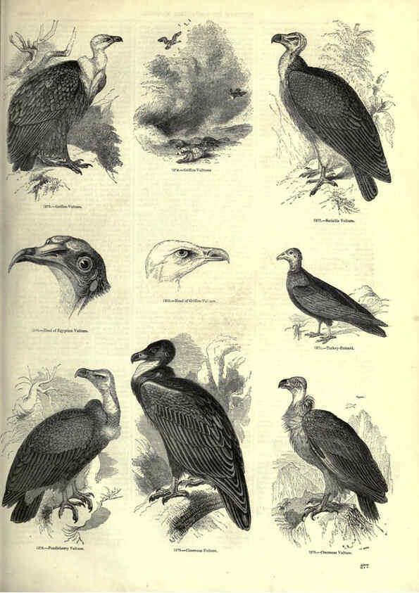Reproducción/Reproduction 6092501097: The pictorial museum of animated nature. v.1. London :C. Cox,[1844?] 