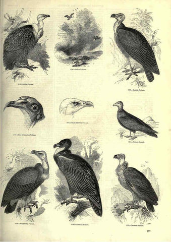 Reproducción/Reproduction 6092501097: The pictorial museum of animated nature. v.1. London :C. Cox,[1844?] 