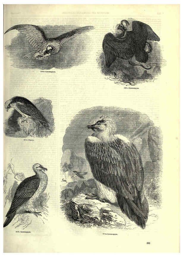Reproducción/Reproduction 6092499049: The pictorial museum of animated nature. v.1. London :C. Cox,[1844?] 