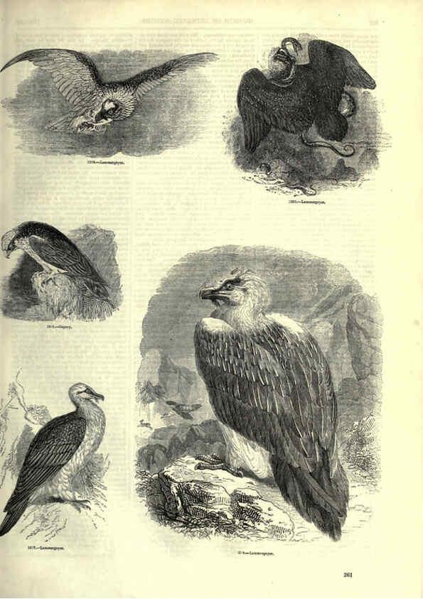 Reproducción/Reproduction 6092499049: The pictorial museum of animated nature. v.1. London :C. Cox,[1844?] 
