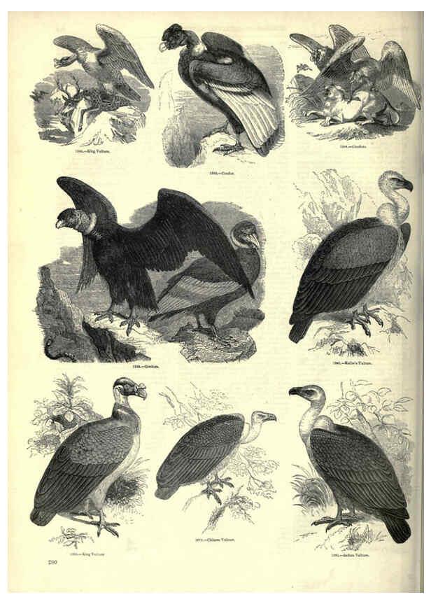 Reproducción/Reproduction 6092501275: The pictorial museum of animated nature. v.1. London :C. Cox,[1844?] 