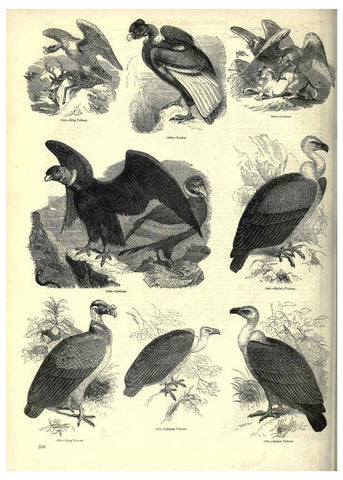 Reproducción/Reproduction 6092501275: The pictorial museum of animated nature. v.1. London :C. Cox,[1844?] 