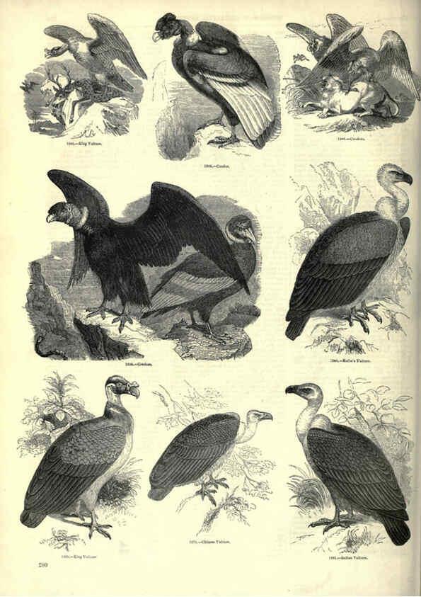 Reproducción/Reproduction 6092501275: The pictorial museum of animated nature. v.1. London :C. Cox,[1844?] 